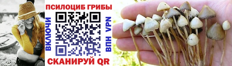 Купить  Ардатов  Псилоцибиновые грибы мицелий 